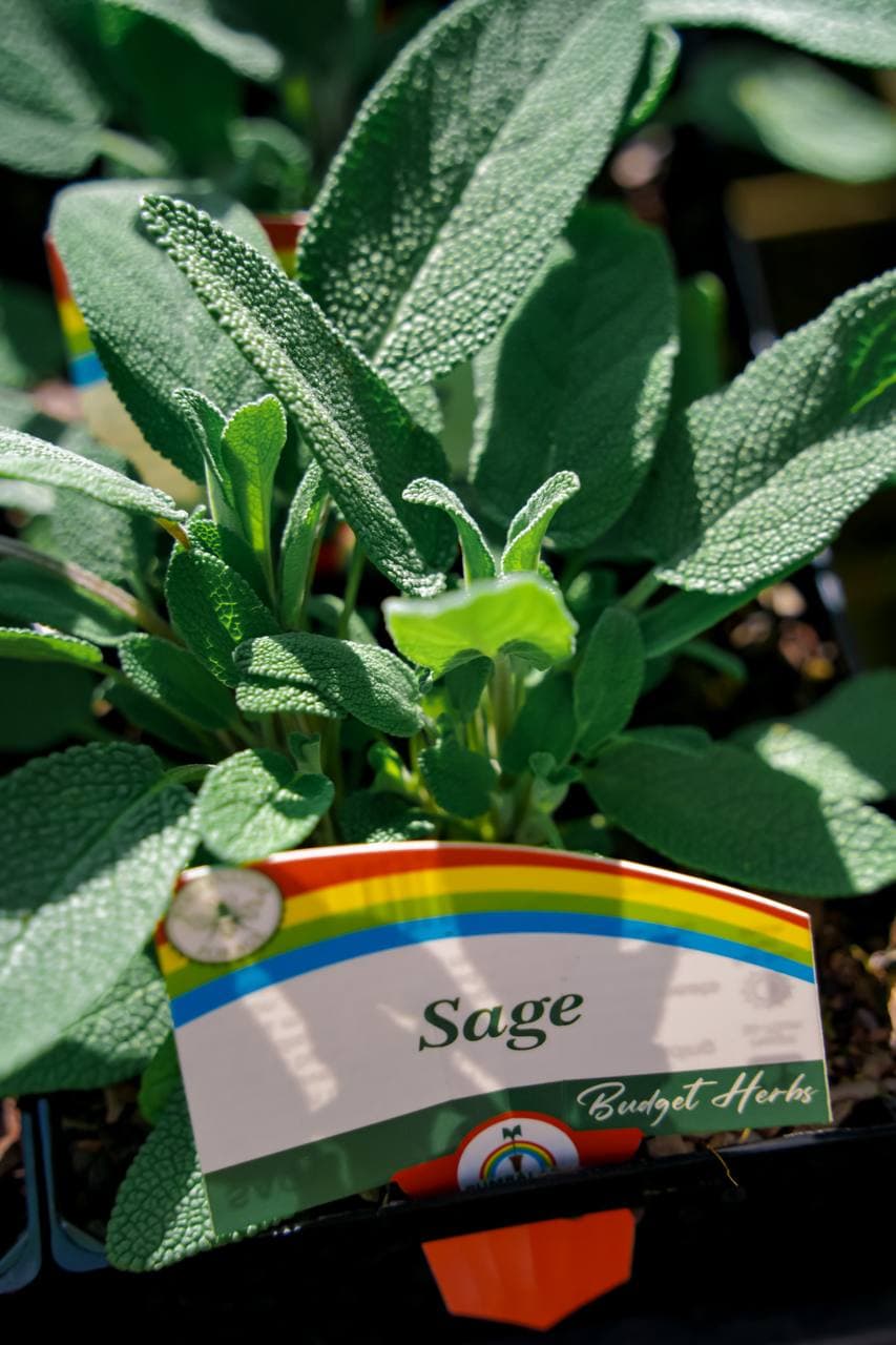 Healthy sage seedlings from the budget herbs range