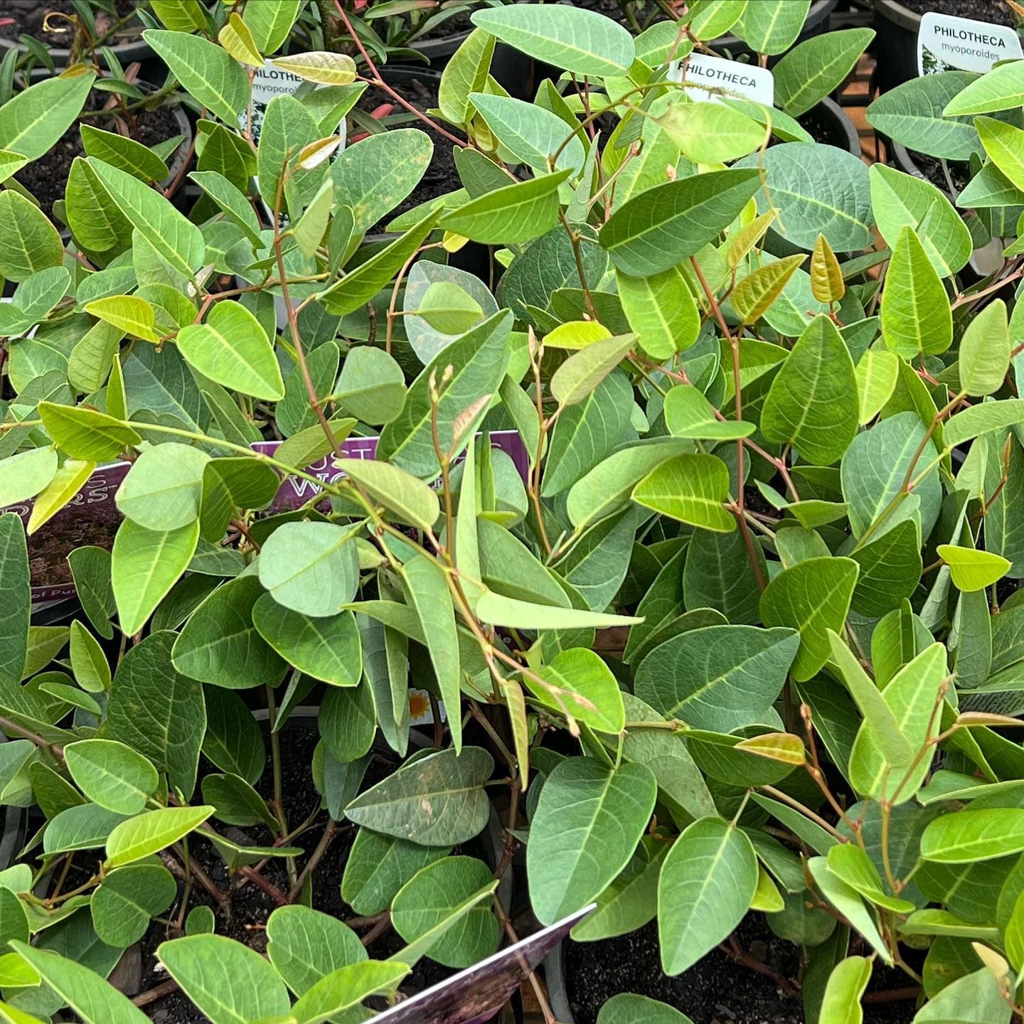 Fairhill Gardens Nursery — native and subtropical plant specialists