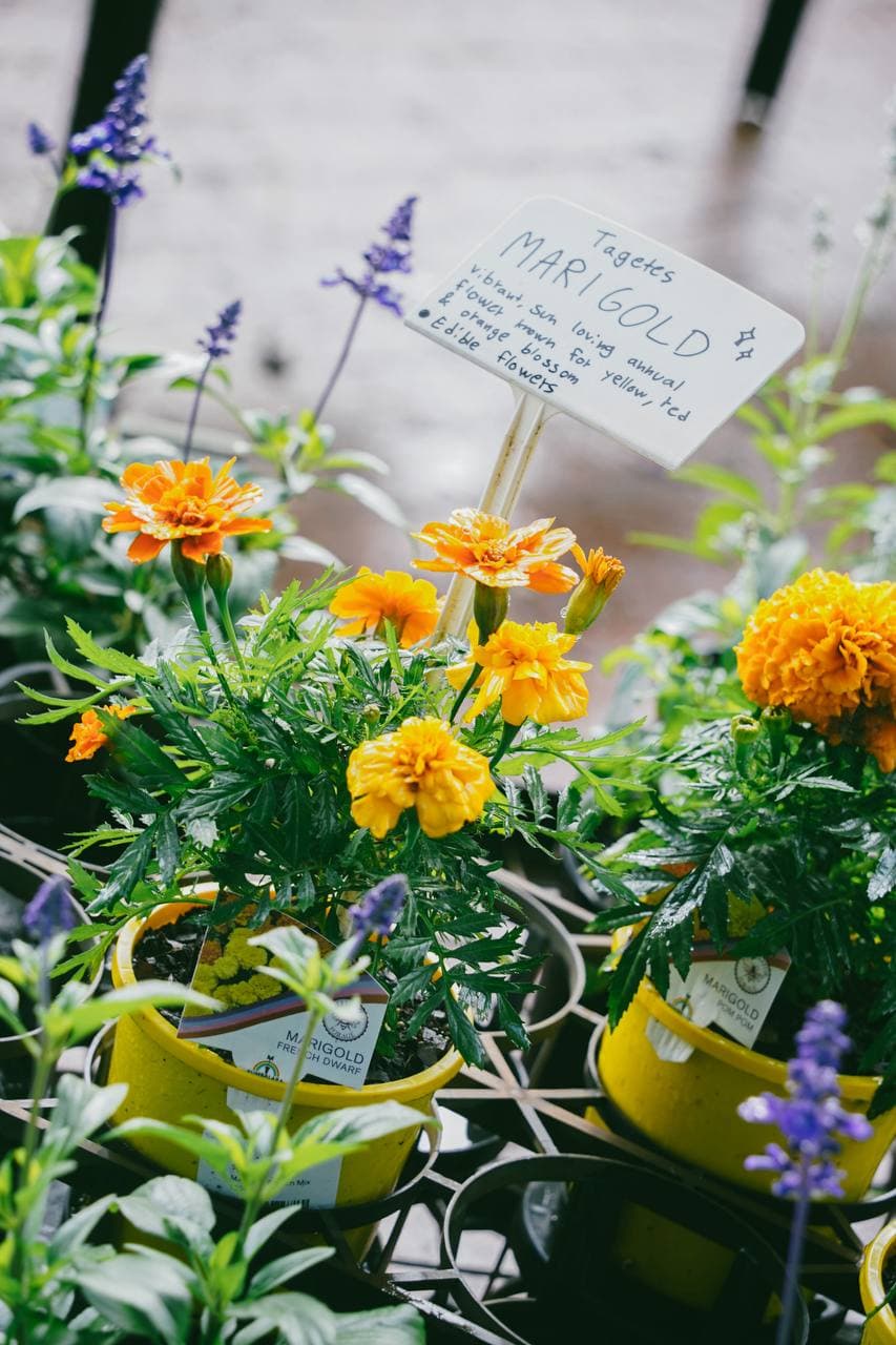 Marigolds, salvia and seedlings with a handwritten plant sign on the retail benches at Fairhill Gardens Nursery