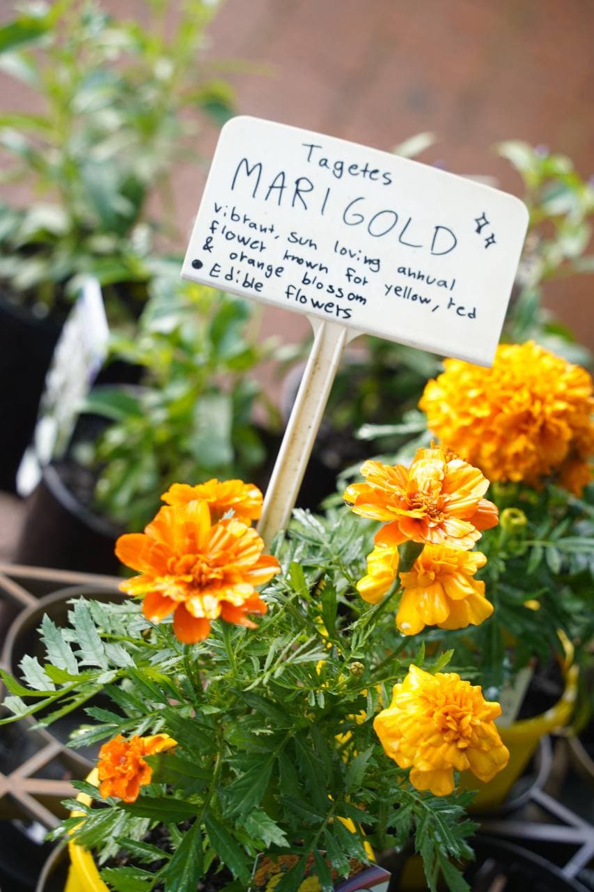 Pot marigolds in flower behind a handwritten Tagetes plant sign