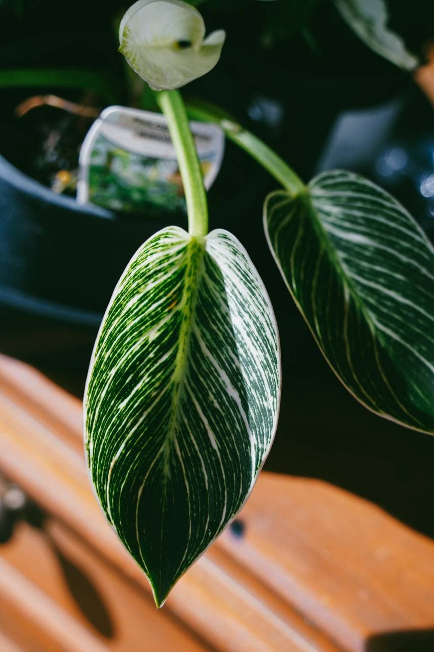 Philodendron Birkin with striped variegated leaves and a new flower