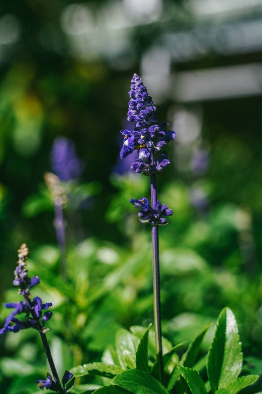 Deep blue salvia flower spires in the perennial section