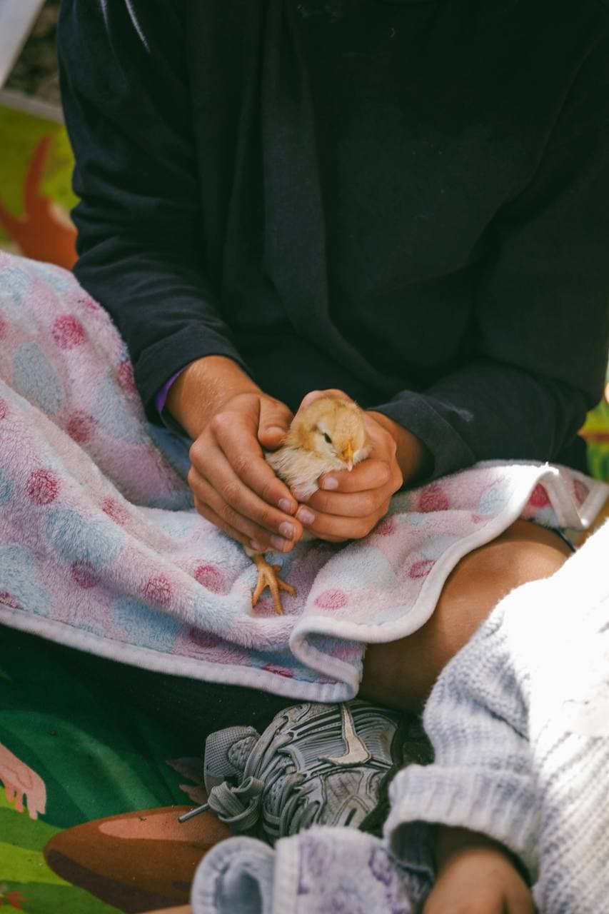 Gentle hands cuddling a newly hatched chick at Fairhill's Cuddle Corner
