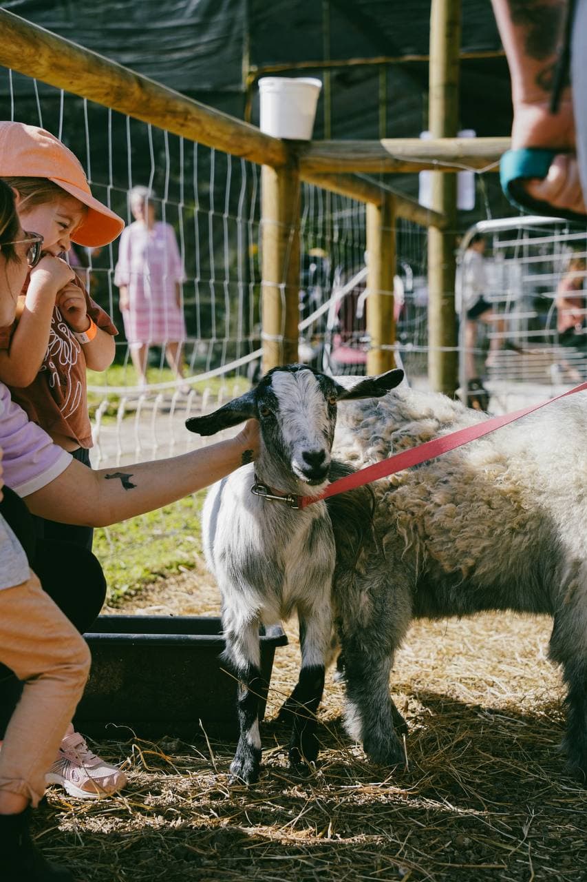Goats and sheep at the pen in the Fairhill Animal Farmyard