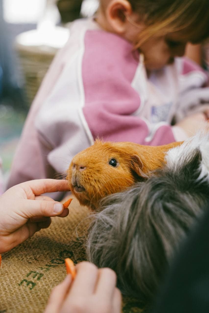 Feeding a guinea pig a carrot at the Guinea Pigs' Harvest Feast
