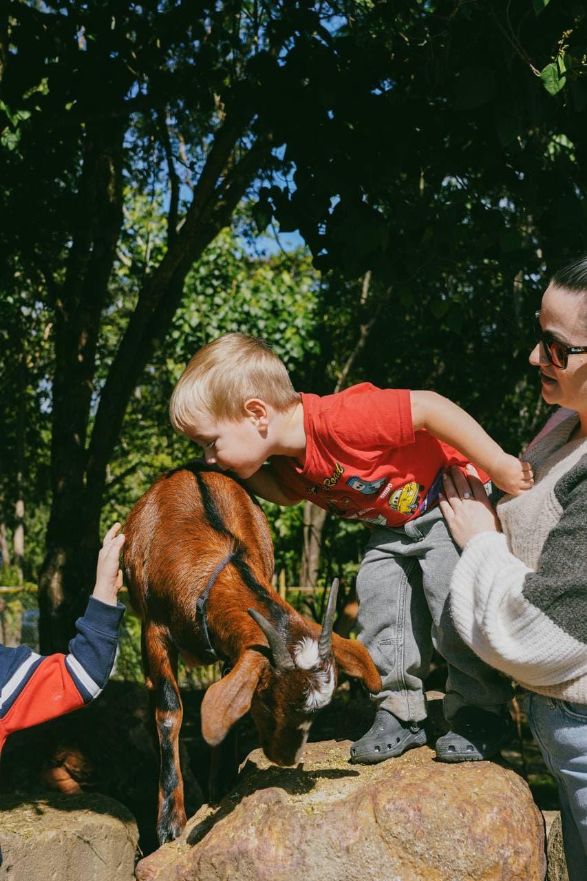 A young visitor leaning in to say hello to one of the mini goats