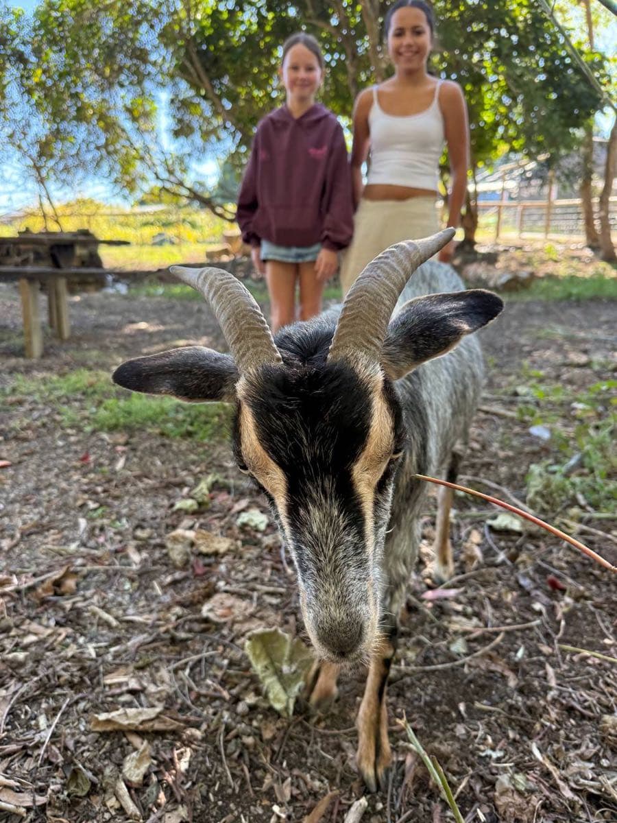 Child with one of Fairhill's friendly mini goats