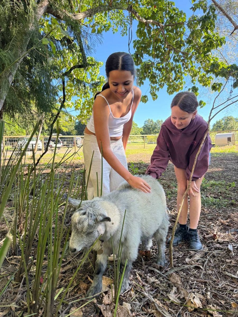 Child saying hello to a mini goat at the farmyard