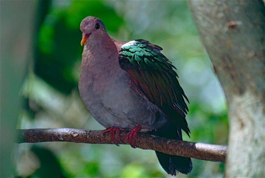 Pacific Emerald Dove (Chalcophaps longirostris) at Fairhill