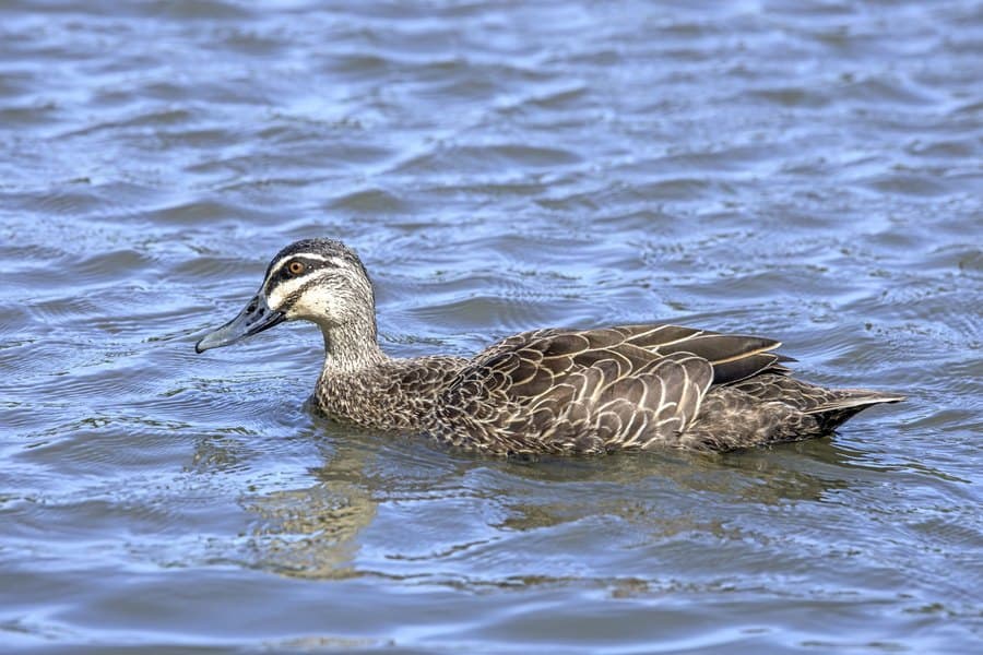 Pacific Black Duck (Anas superciliosa) at Fairhill