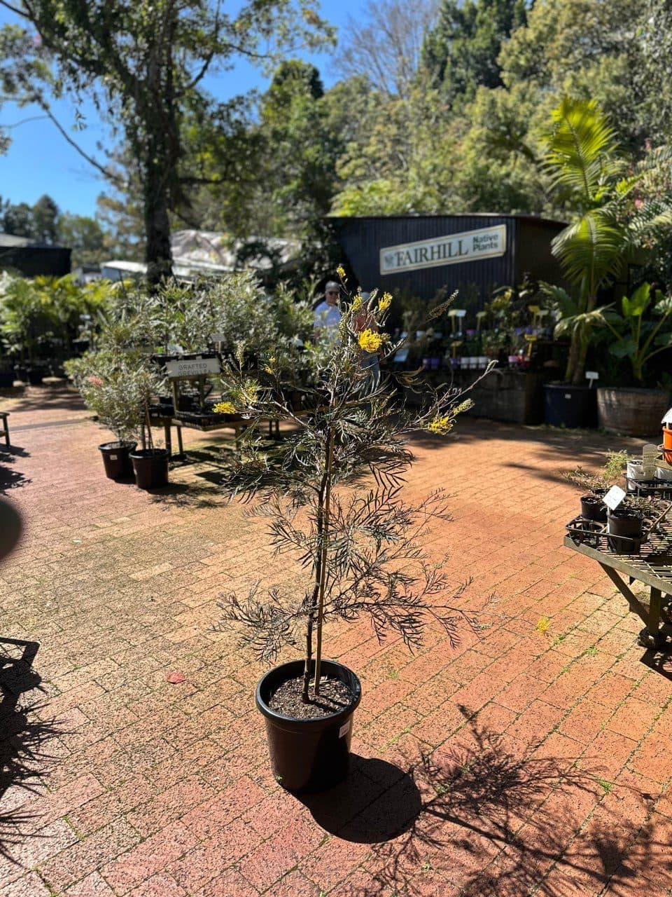 A grafted grevillea in flower at the Fairhill native plants nursery