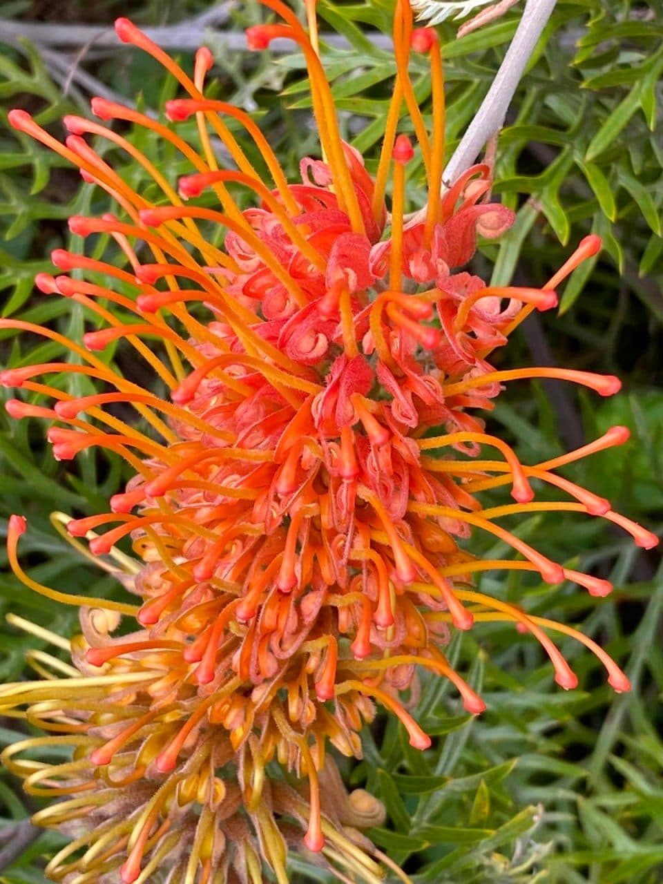Orange grevillea flower in full bloom at Fairhill