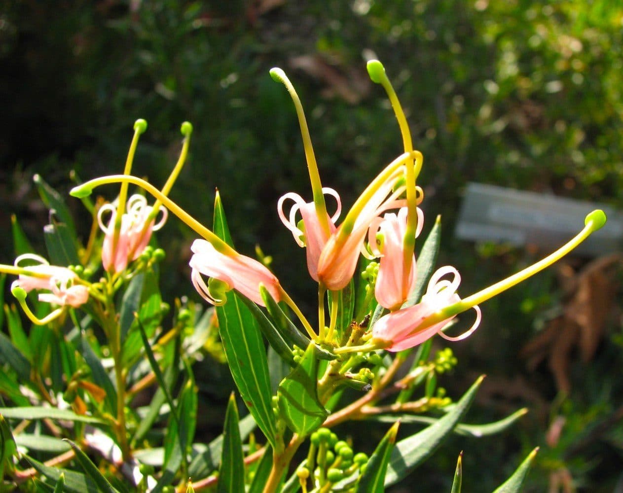 Pink grevillea flowers in the sunshine
