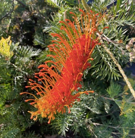 Red grevillea flower among fine foliage