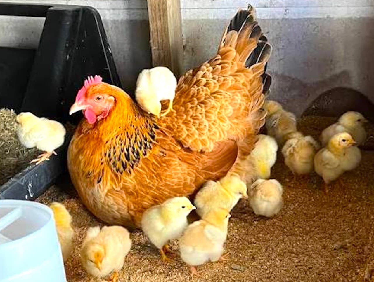 A Quamby hen with her chicks at Fairhill