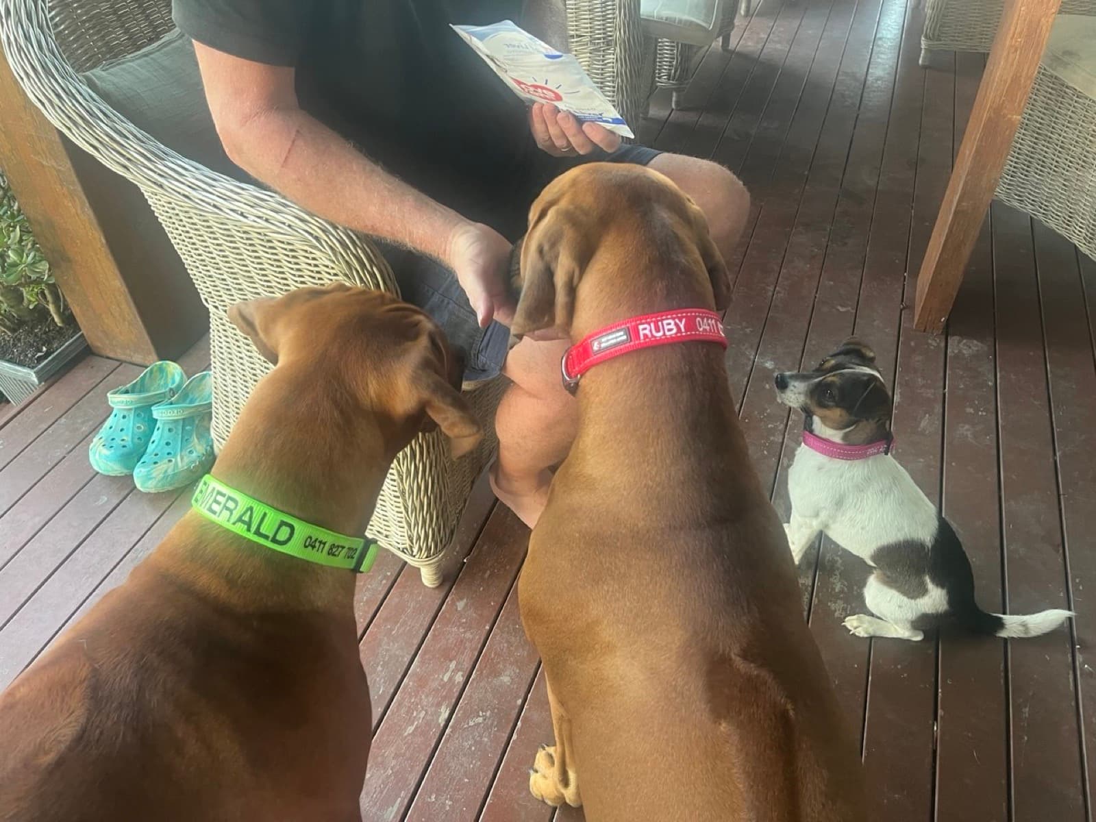 Three dogs waiting eagerly for treats on the café deck at Fairhill