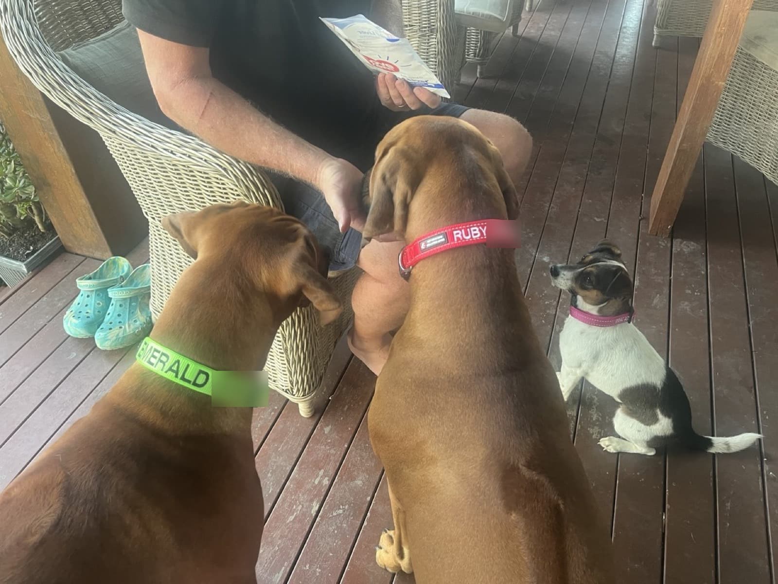 Dog Birthday Parties
