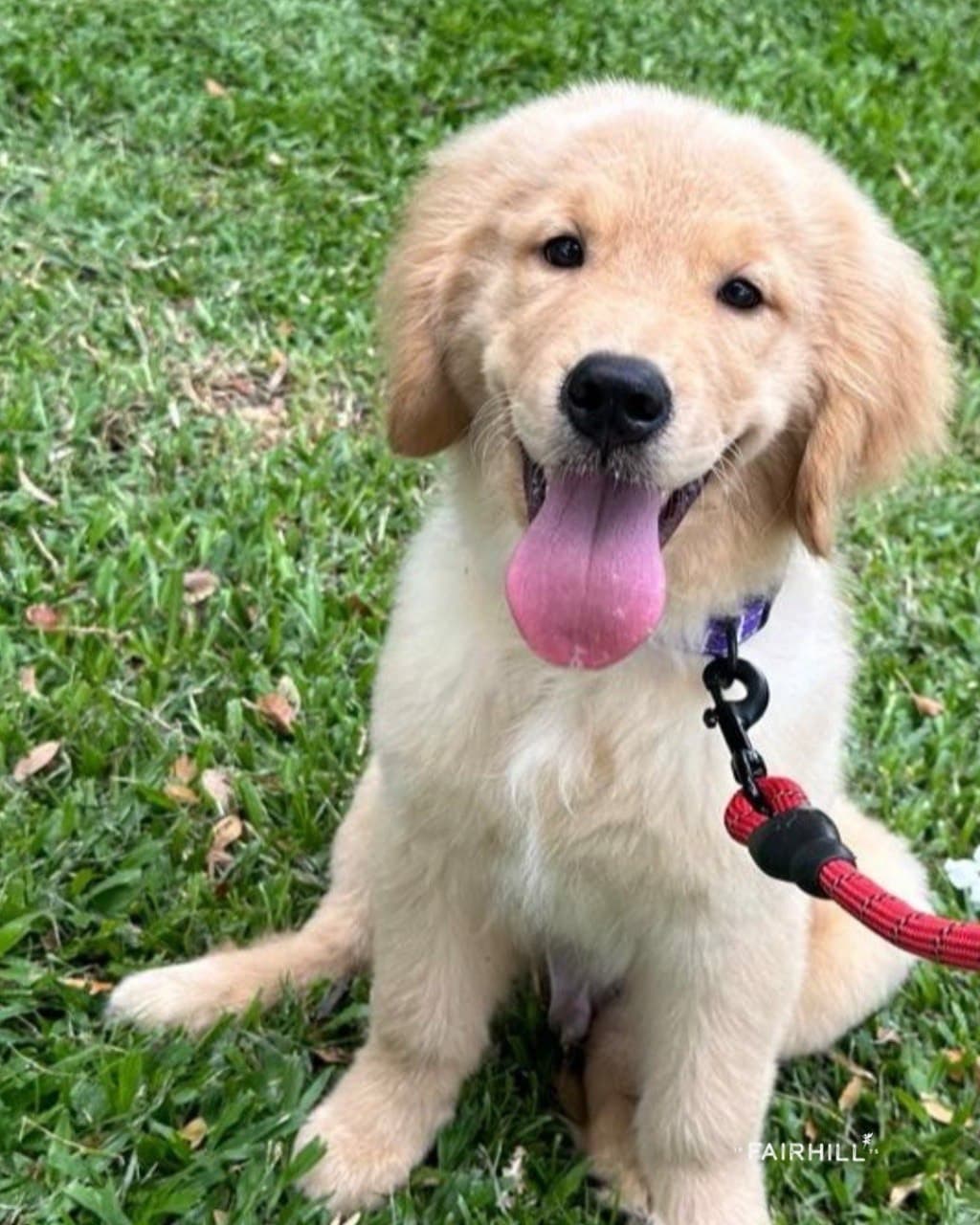 A golden retriever puppy with its tongue out on the lawn at Fairhill