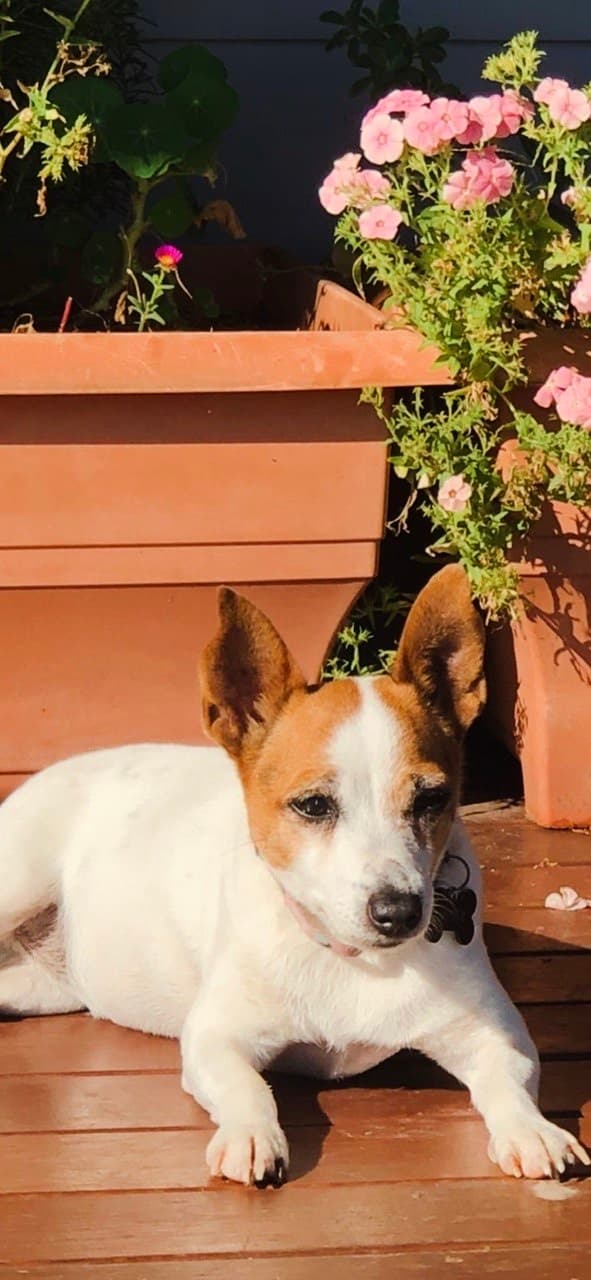 A jack russell stretched out in the sun beside the flower pots at Fairhill