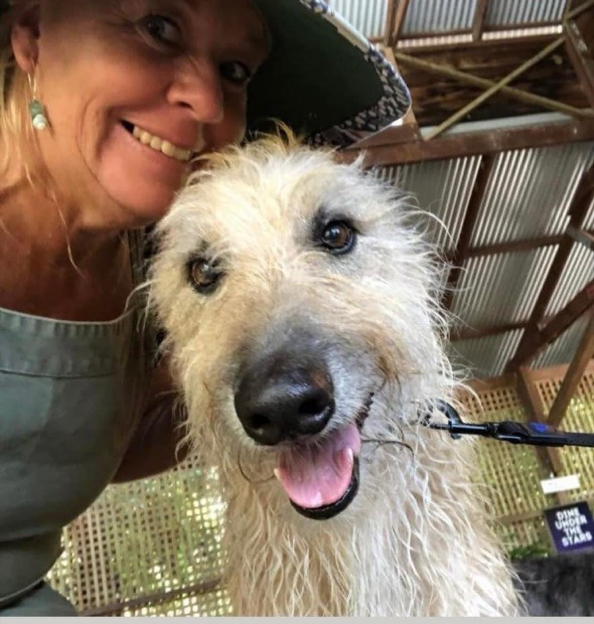 A smiling Irish wolfhound being welcomed at Fairhill Native Botanic Gardens