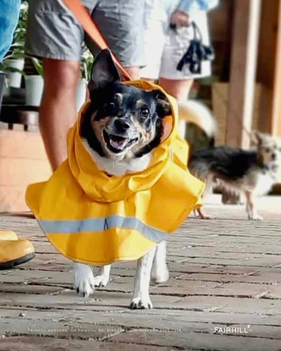 A black-and-tan terrier in a bright yellow raincoat at the 2025 Dog Day competition at Fairhill Gardens