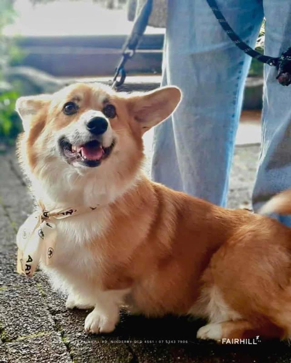 A happy corgi wearing a Fairhill bandana, sitting at the 2025 Dog Day competition
