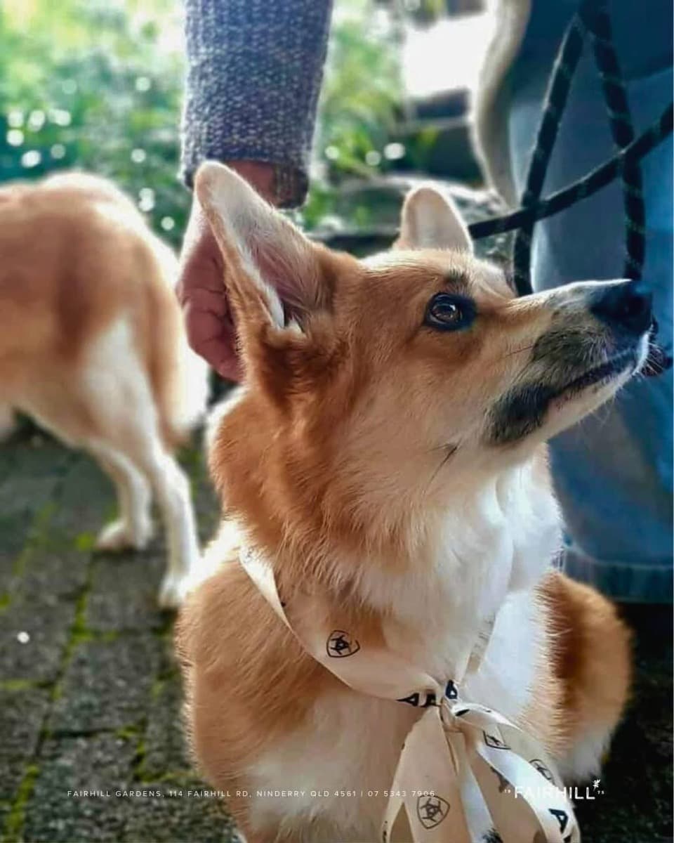 A corgi in a Fairhill bandana gazing up at its owner at the 2025 Dog Day competition
