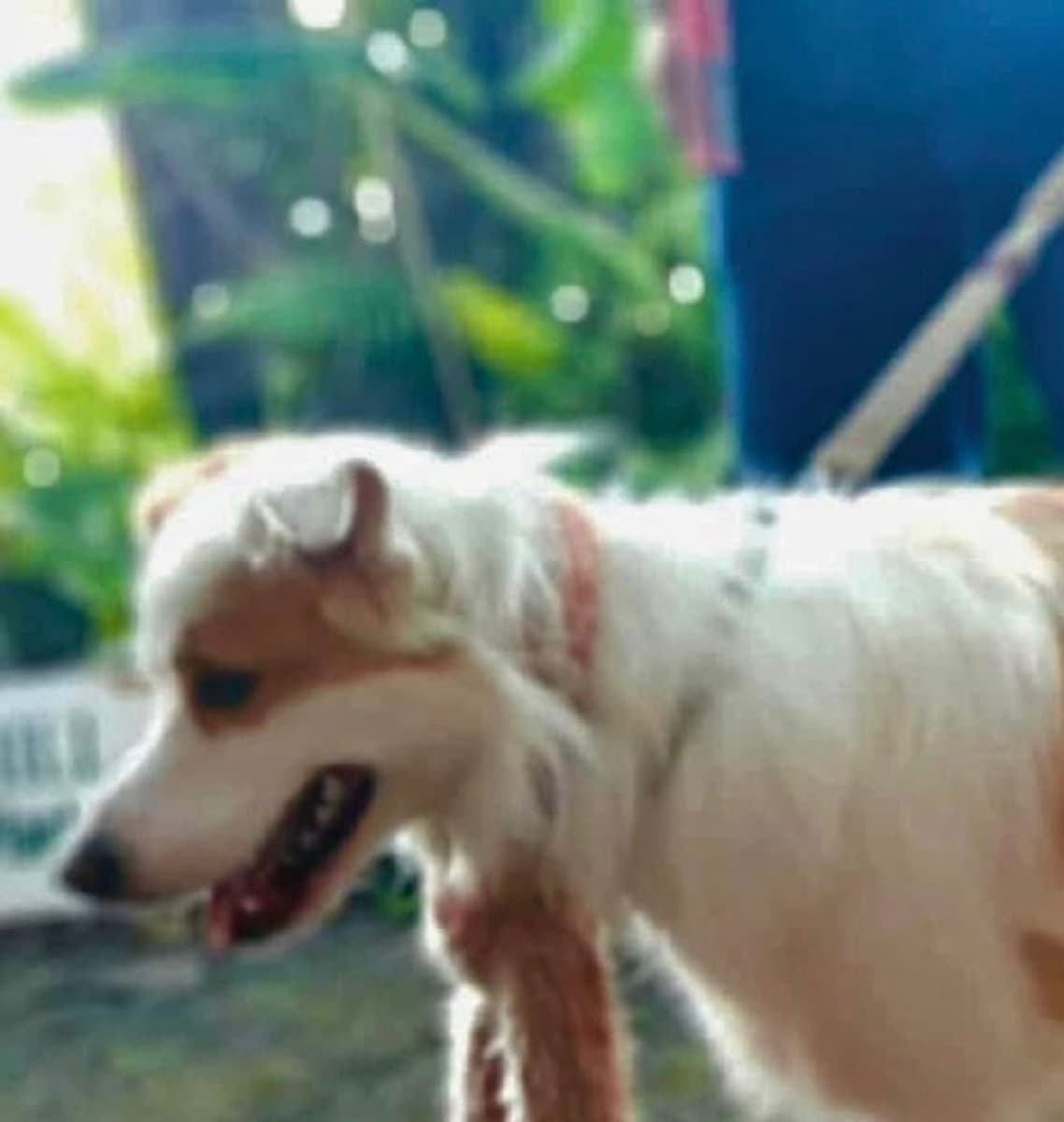 A fluffy white-and-tan dog on a lead exploring the gardens at the 2025 Dog Day competition