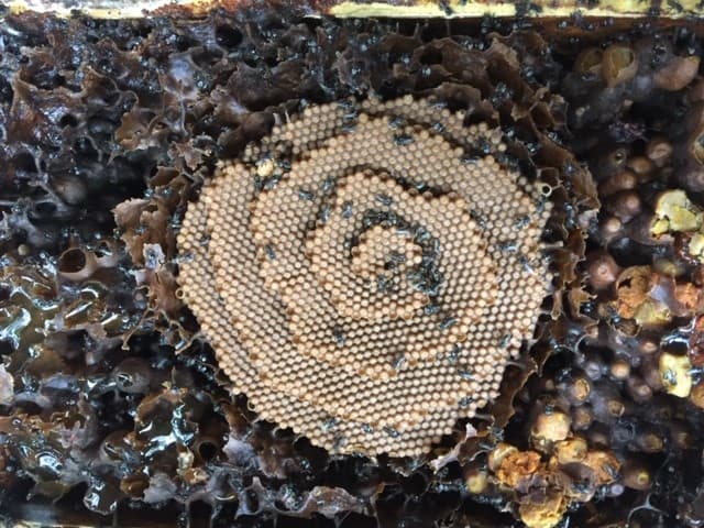 The spiral brood comb inside an Australian native stingless bee hive, dotted with tiny worker bees