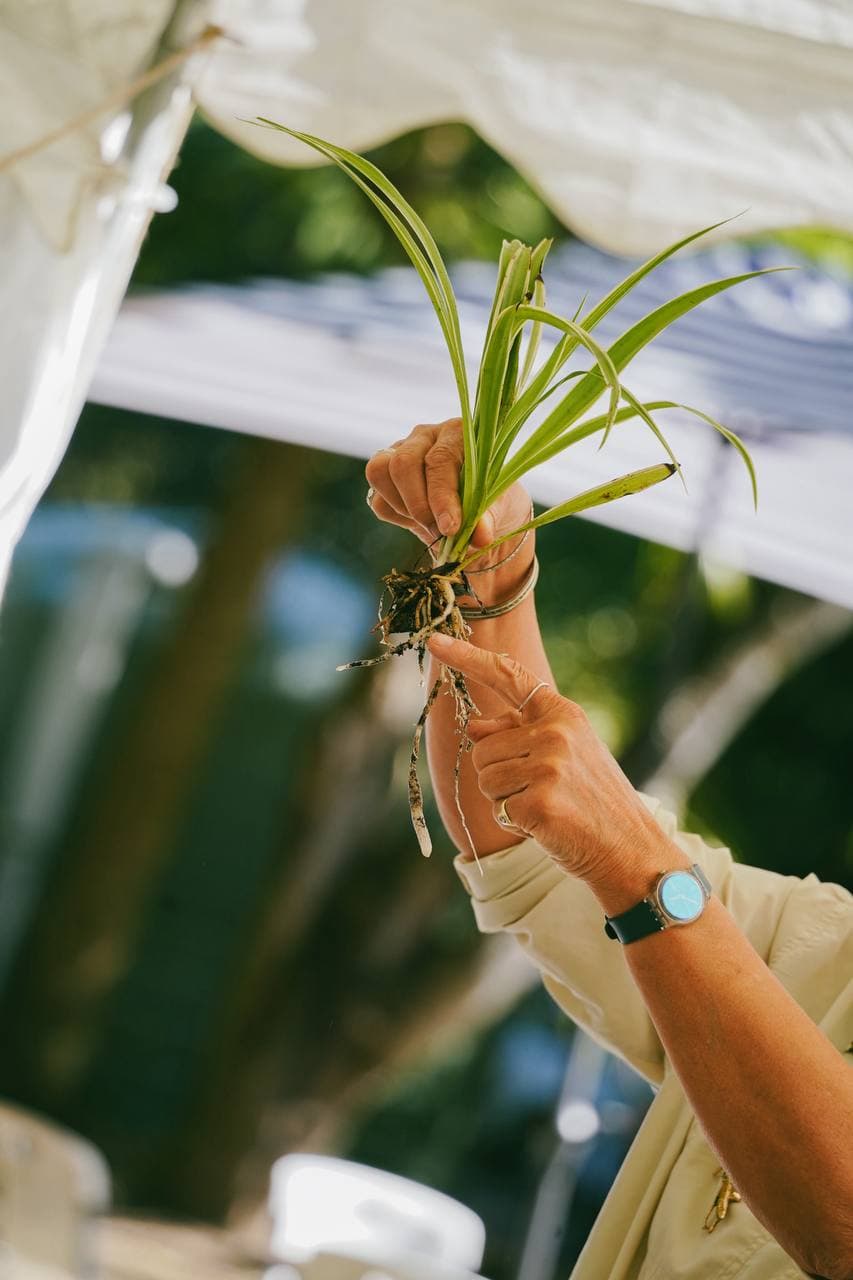 Dividing a spider plant ready for planting, roots and all