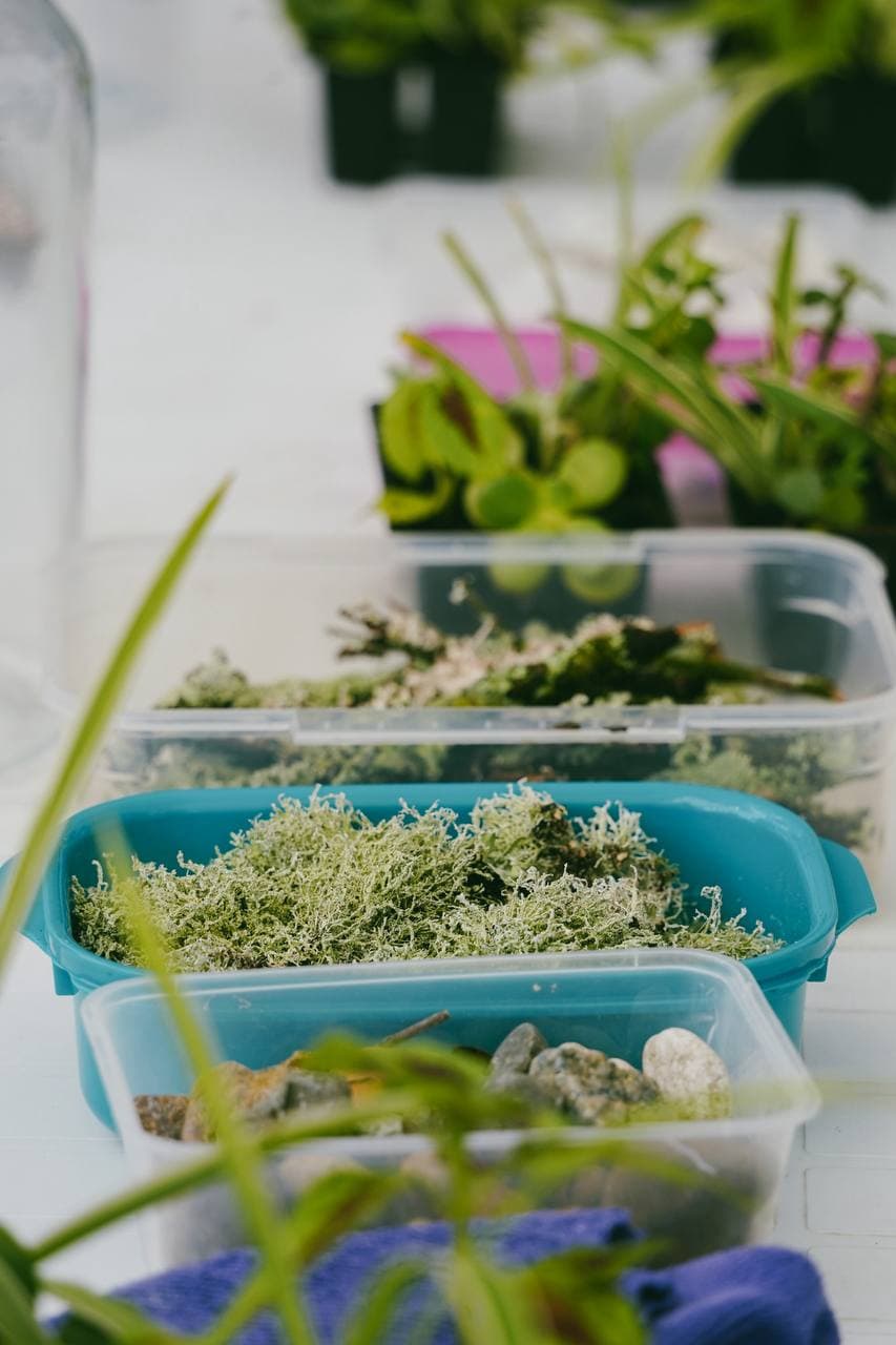 Trays of mosses, pebbles and tiny plants ready for terrarium building