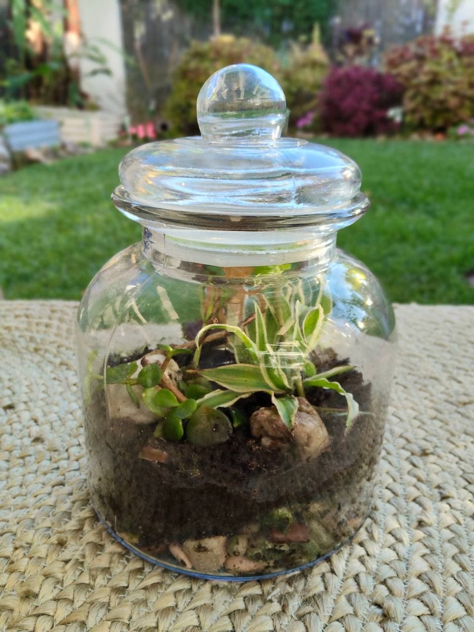 Rainforest Jar Plant & Sip (Adults)