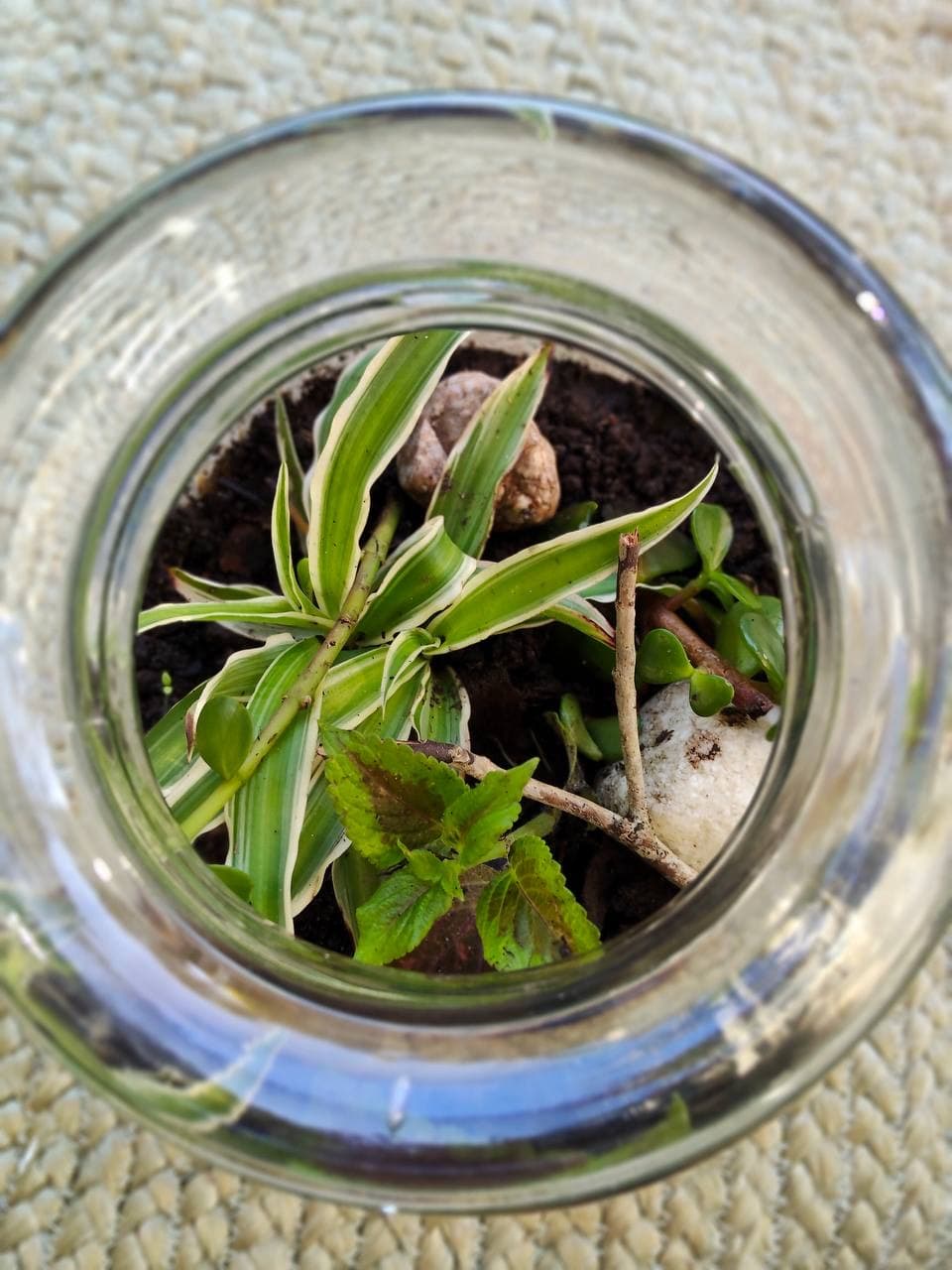 Top-down view inside a Plant & Sip terrarium jar — variegated spider plant, mint and pebbles layered over rainforest soil