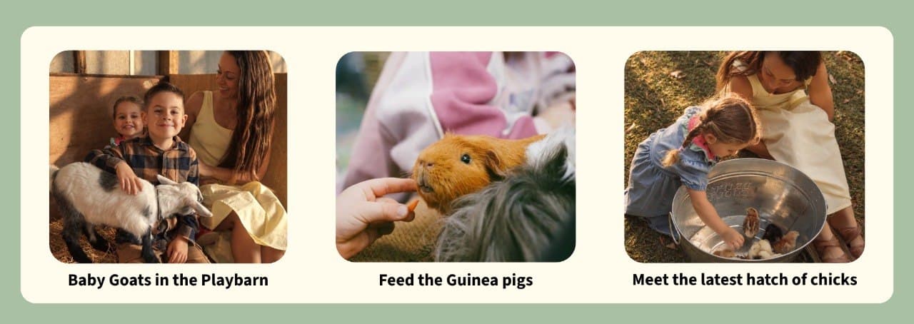 Baby goats in the Playbarn, feed the guinea pigs, and meet the latest hatch of chicks