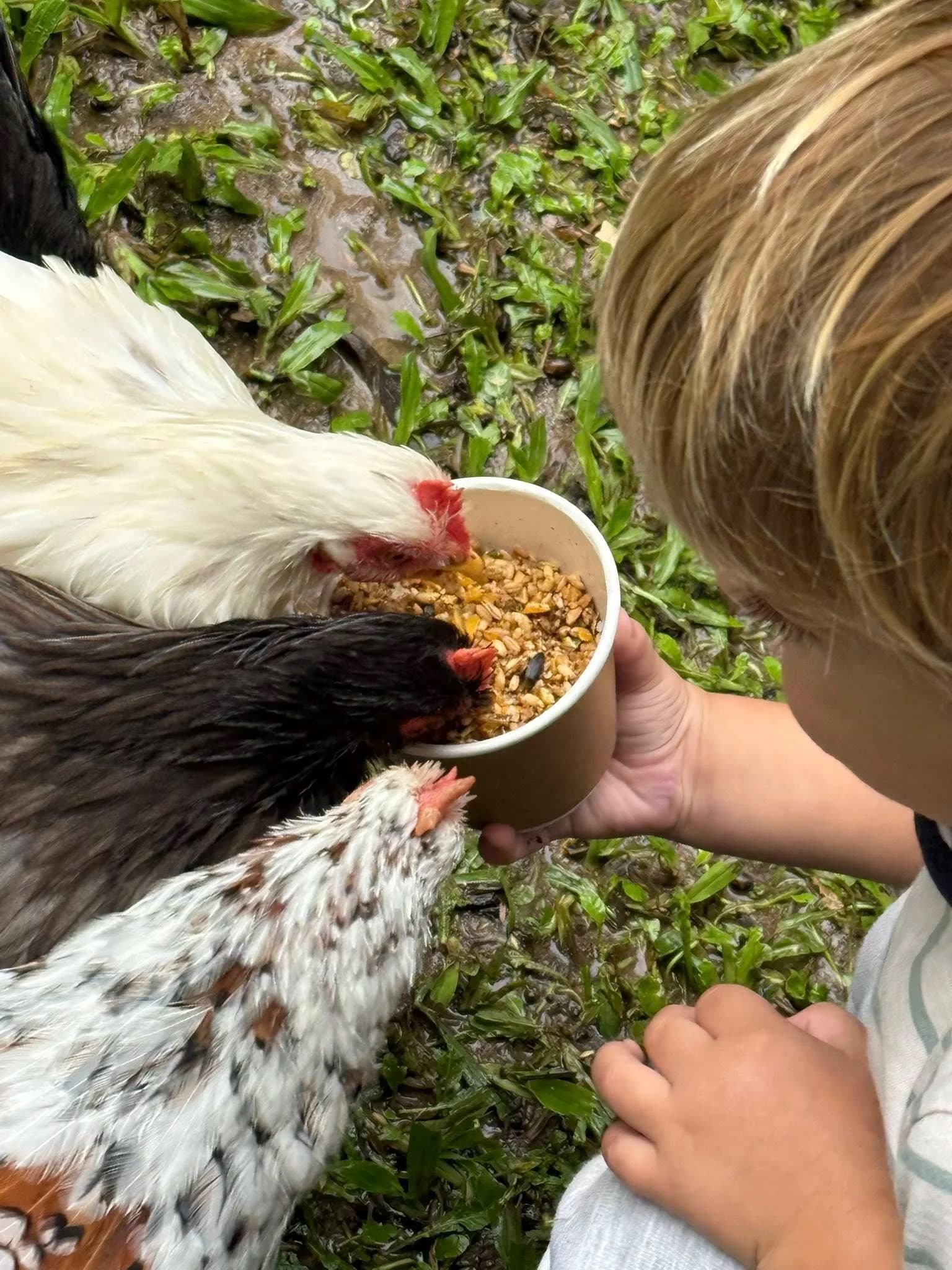 Junior Rangers at Fairhill — Clever Kids Club