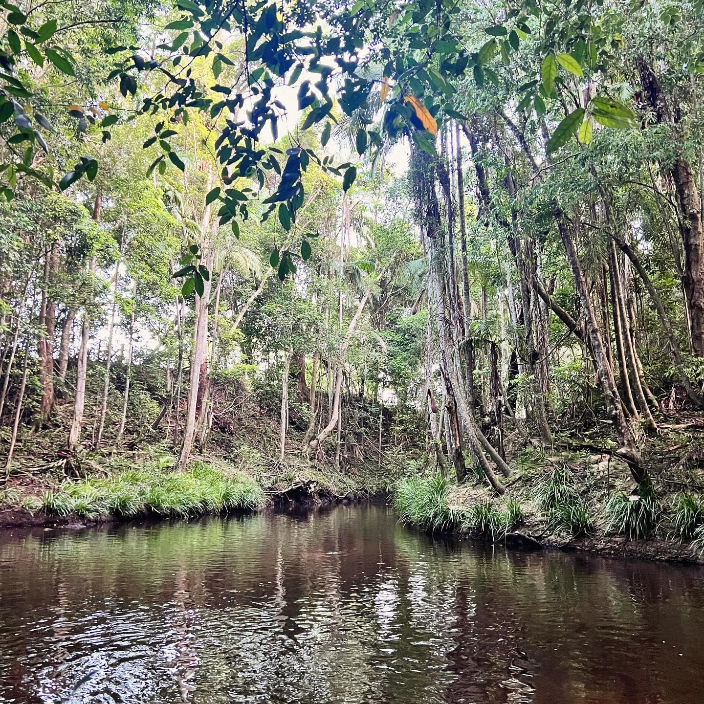 The creek running quietly through the rainforest at Fairhill