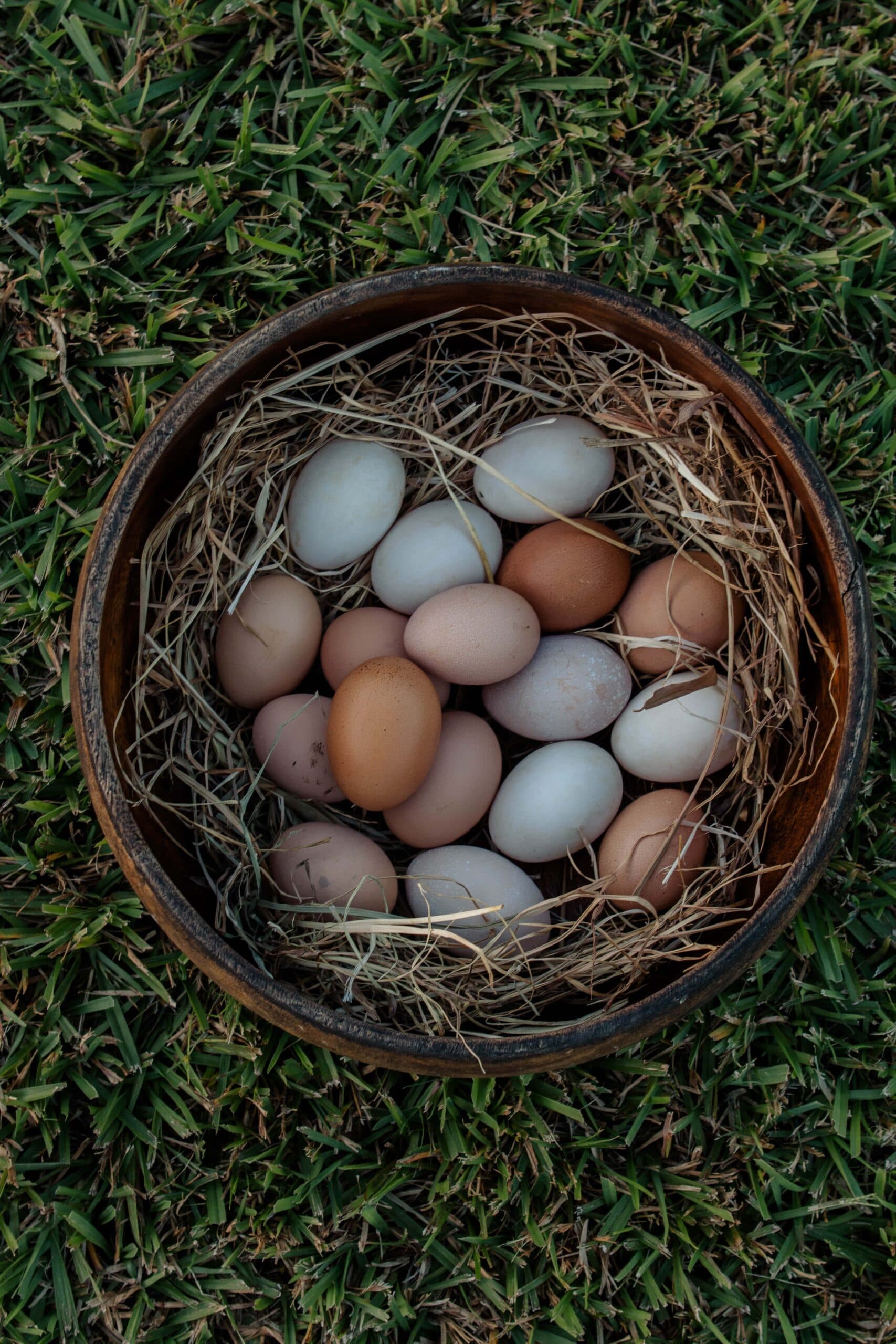 Fresh farm eggs
