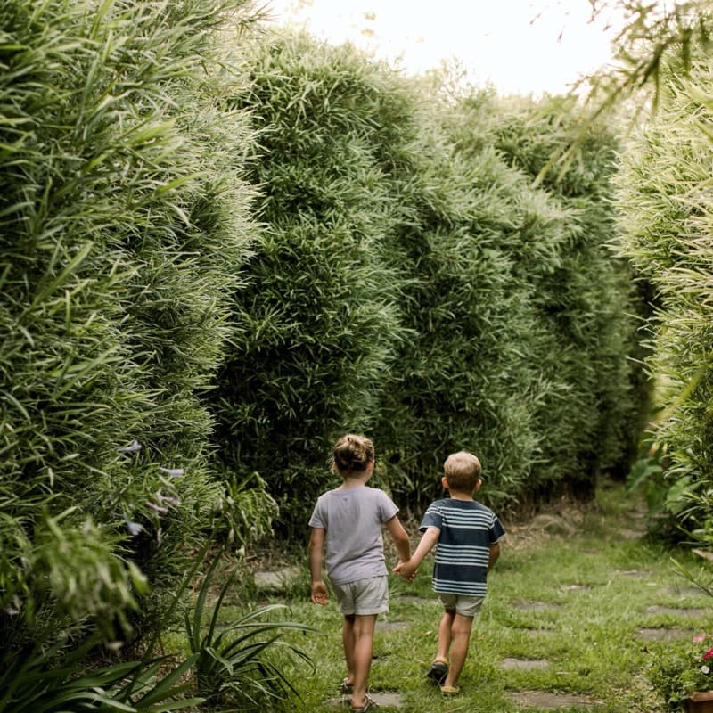 Bamboo at Fairhill nursery