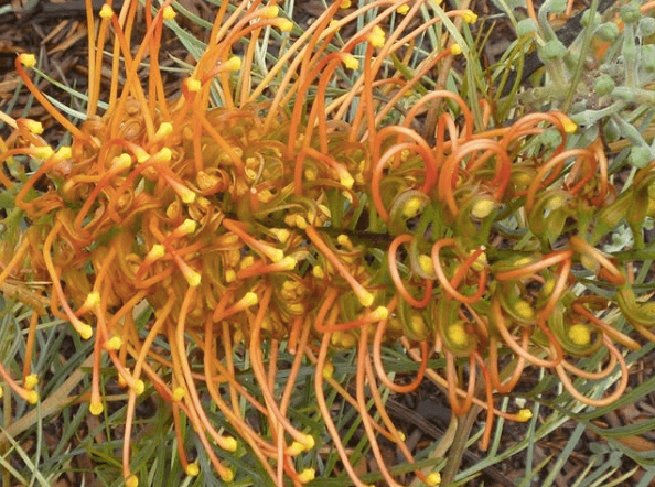 Grevillea at Fairhill nursery