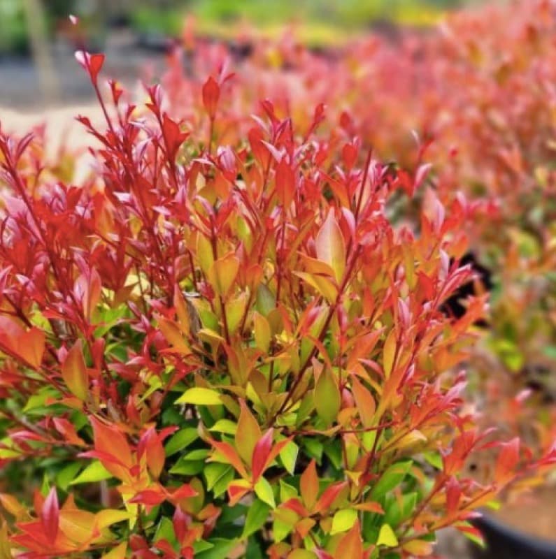 Lilly Pilly at Fairhill nursery