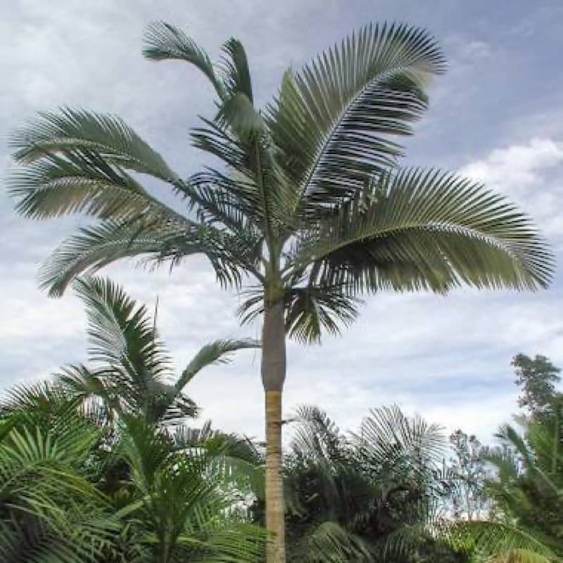 Palms at Fairhill nursery