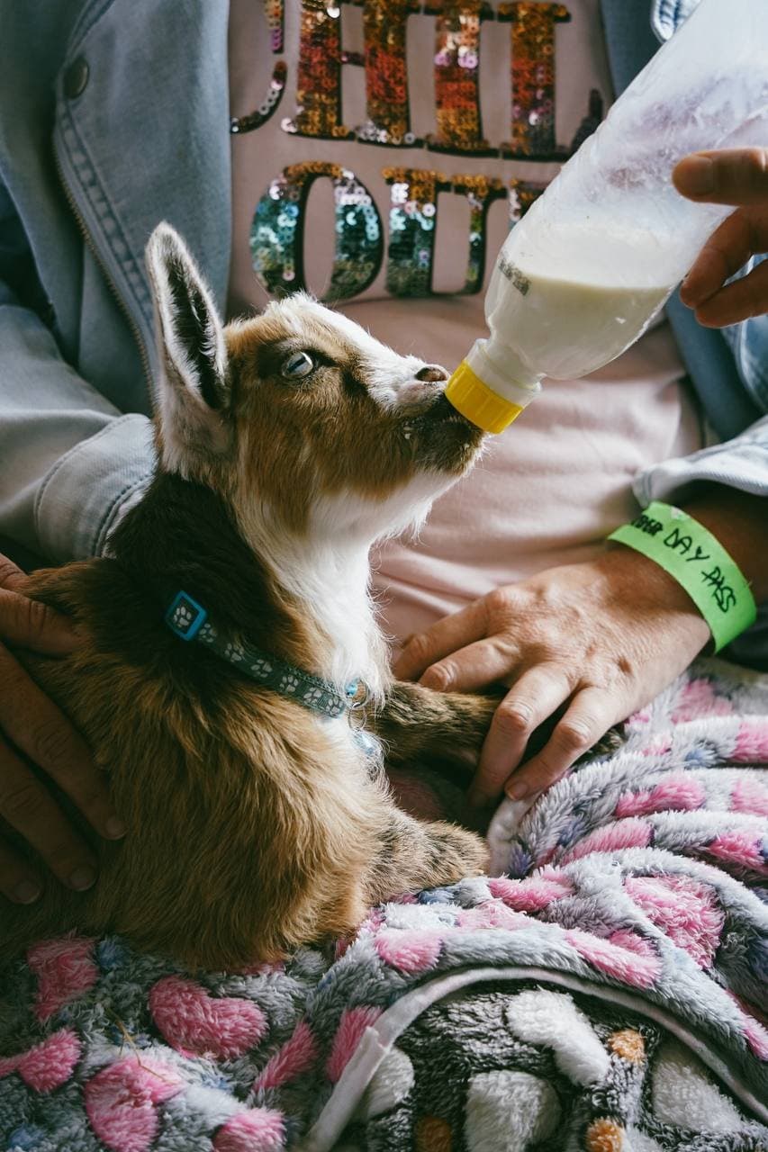 Harry, a cream and brown miniature pygmy goat kid in a bright blue collar, being bottle-fed at Fairhill