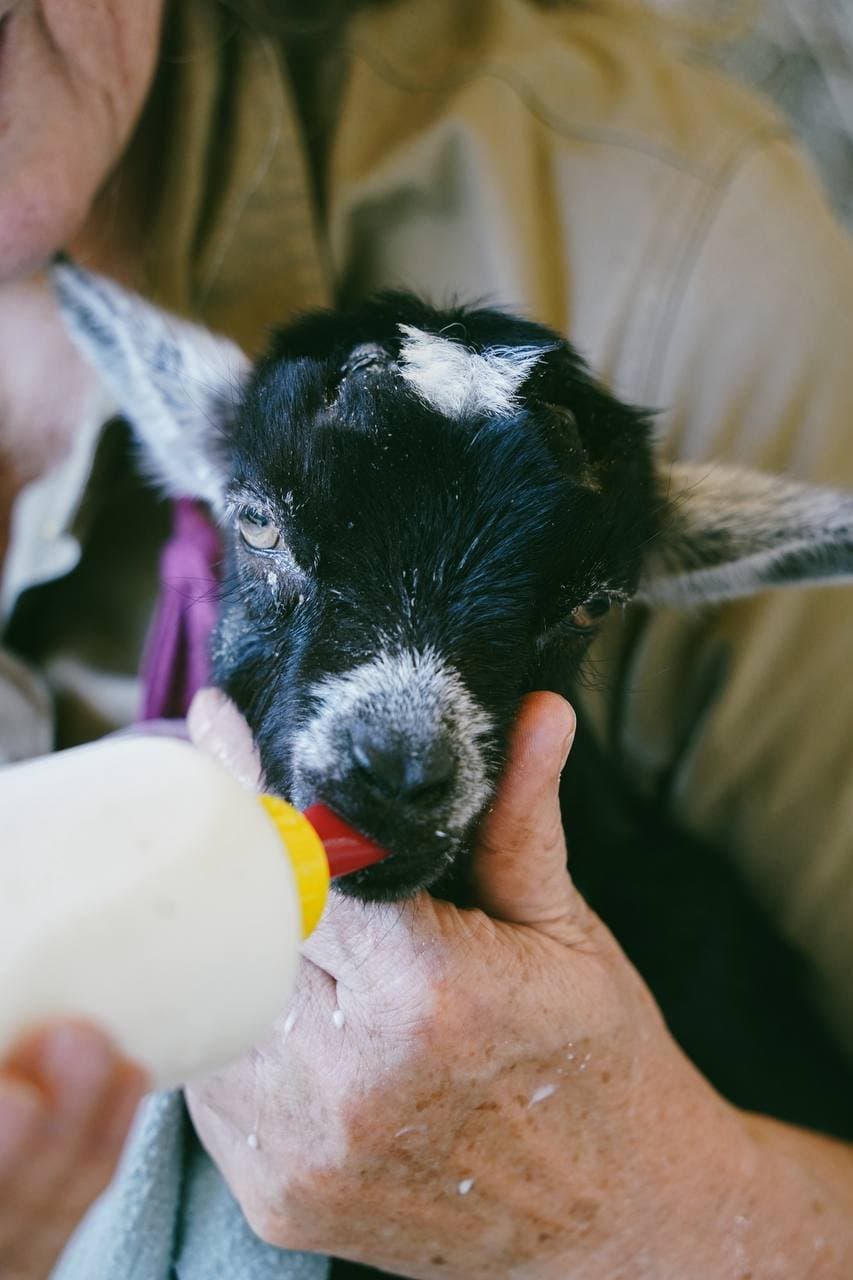 A baby goat being bottle-fed at the Kids' Barn at Fairhill