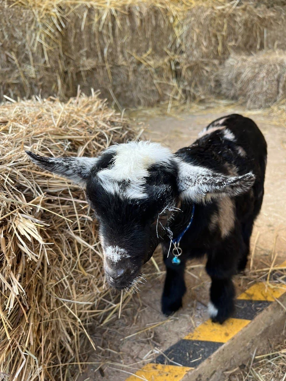 Henry, a black miniature pygmy goat kid with white patches in a dark blue collar, standing by the hay at Fairhill