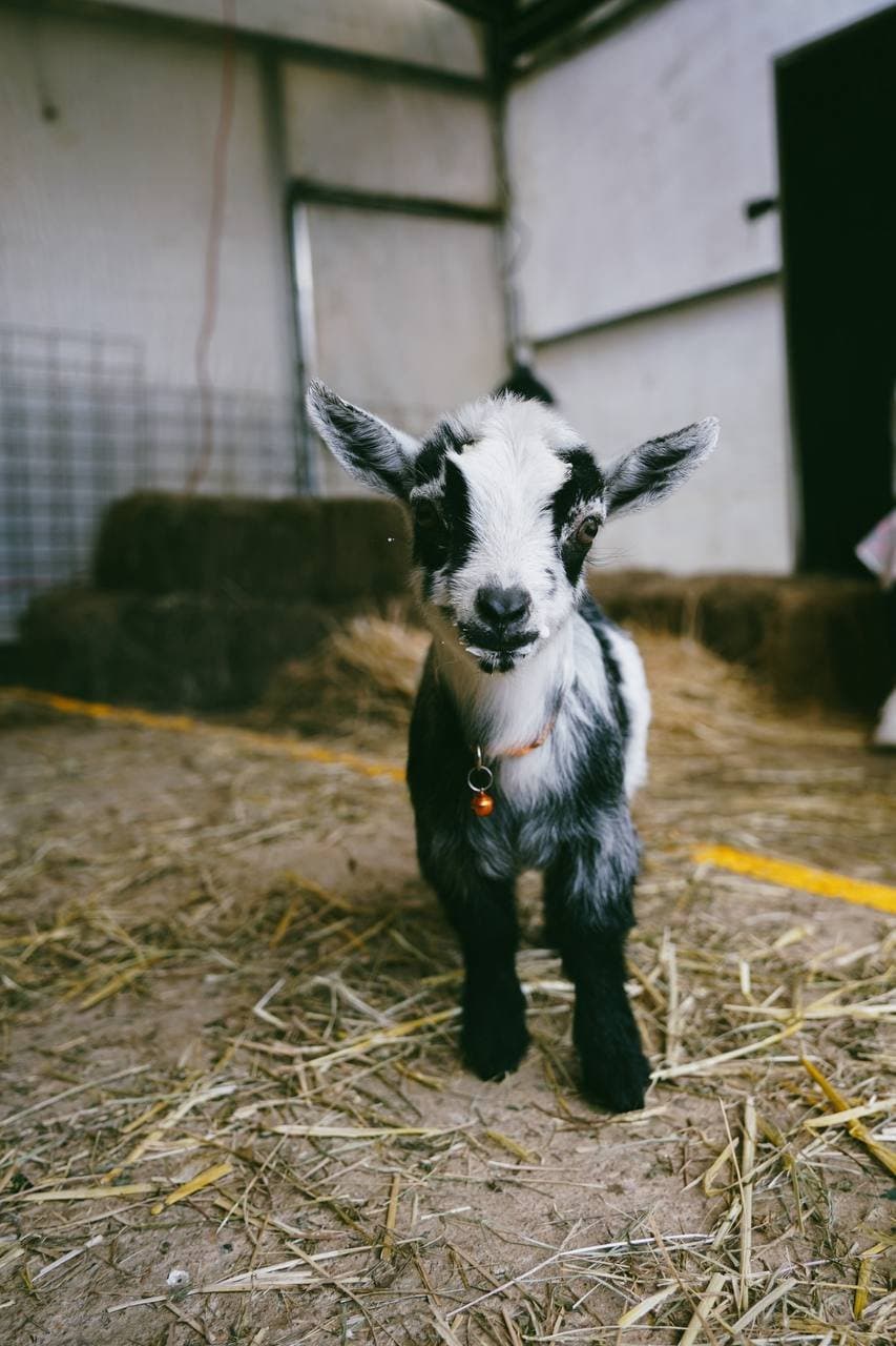 A miniature goat kid standing in the straw at Fairhill