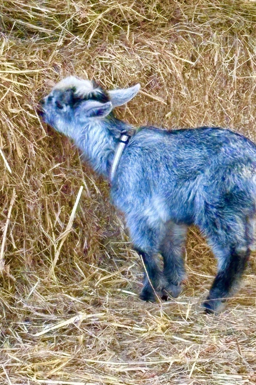 Hazel, a grey miniature pygmy goat kid in a pink collar nosing into the hay at Fairhill
