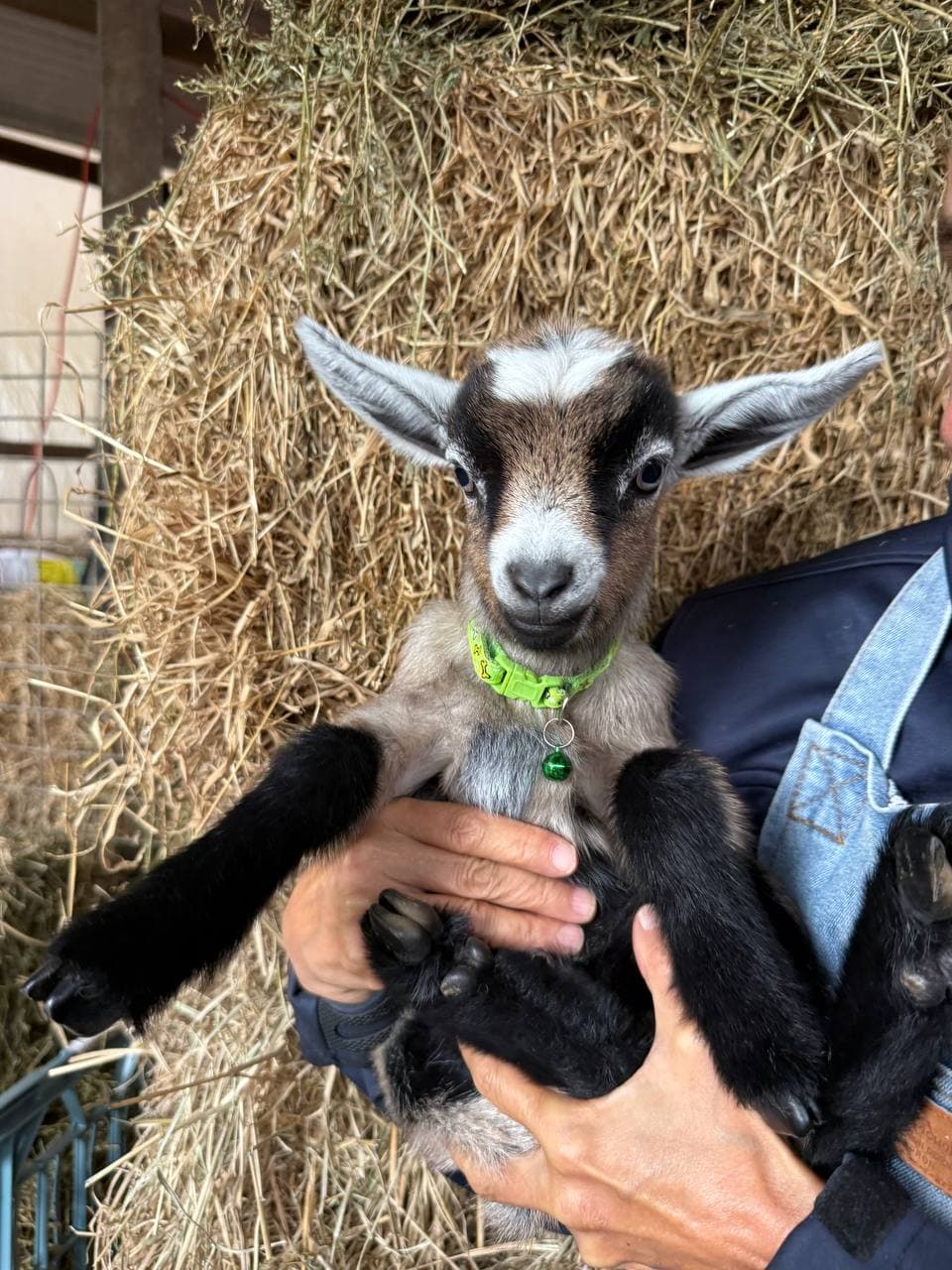 Fairhill miniature pygmy goat kid number 1