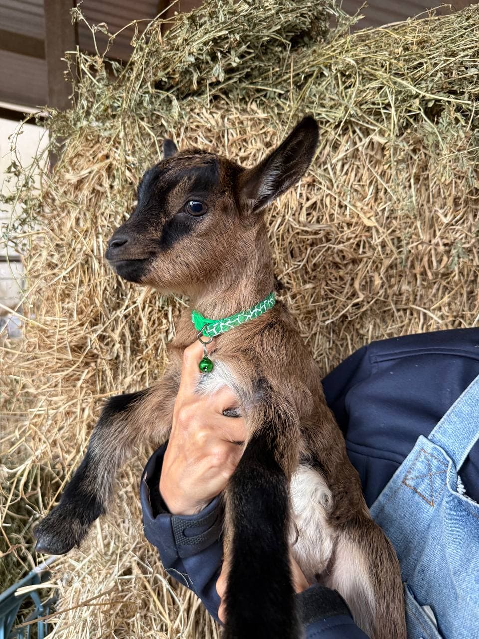 Fairhill miniature pygmy goat kid number 2