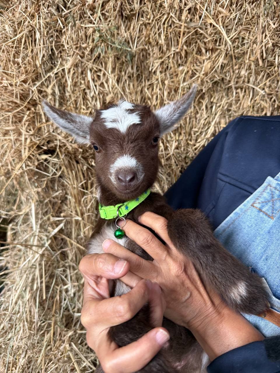 Fairhill miniature pygmy goat kid number 3