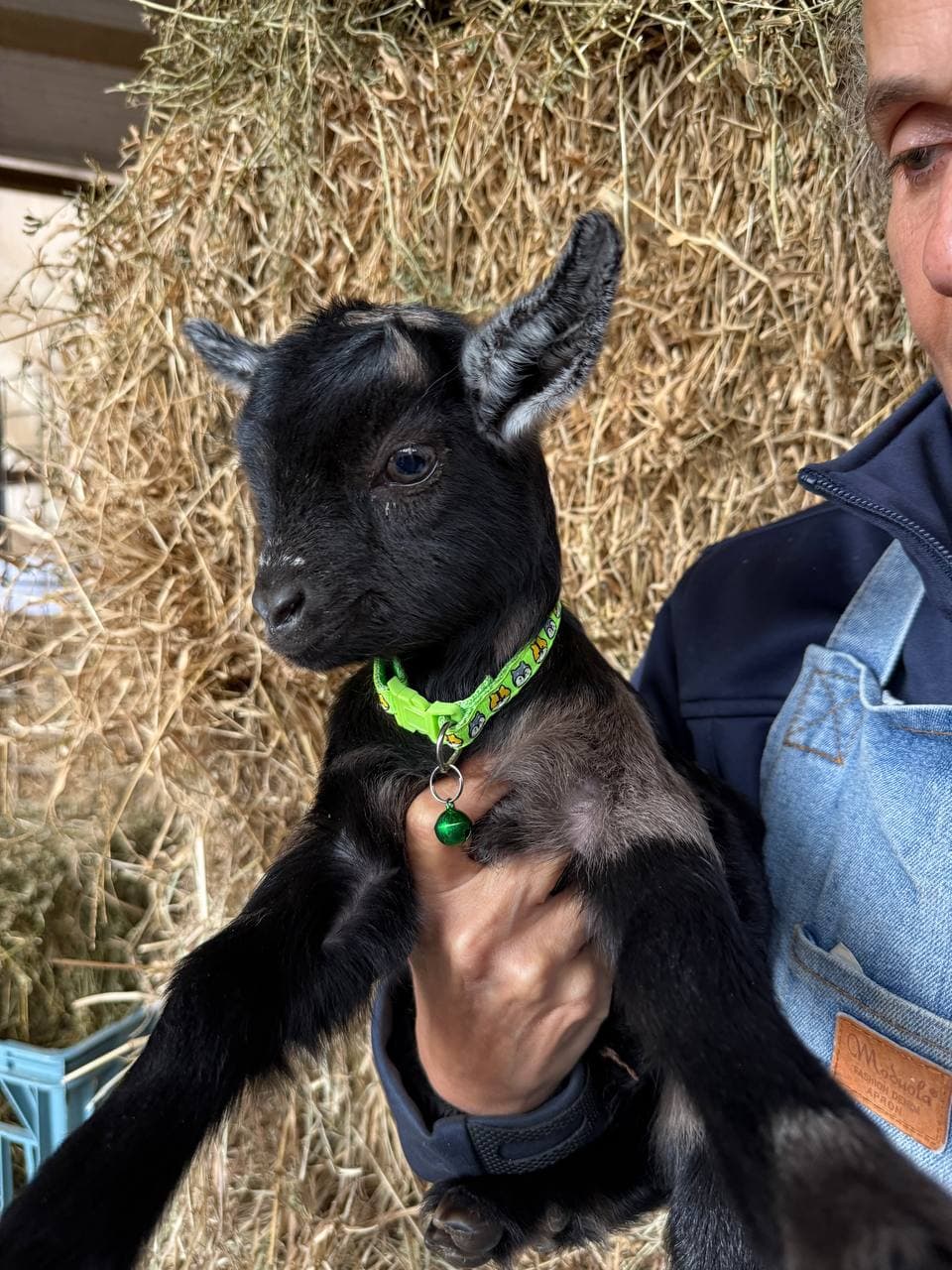 Fairhill miniature pygmy goat kid number 4